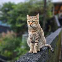 ไม่ใช่เจ้าถิ่น เช็คอินได้ป่าว 🐱 