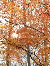 Yudaki Falls in Autumn 