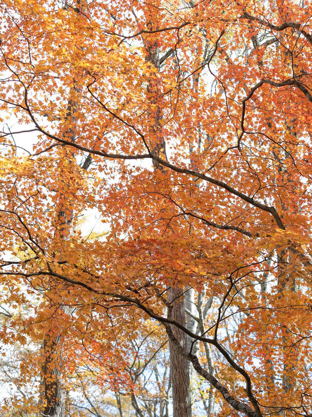 Yudaki Falls in Autumn 