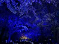 【情人節好去處】東京近郊國営昭和記念公園，晚上過黎影相最佳！
