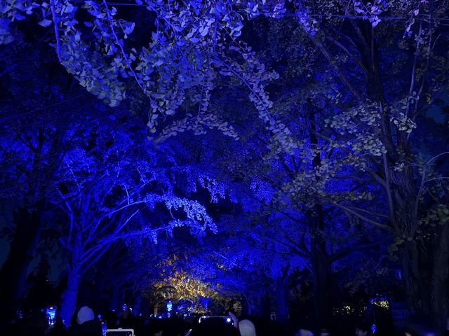 【情人節好去處】東京近郊國営昭和記念公園，晚上過黎影相最佳！