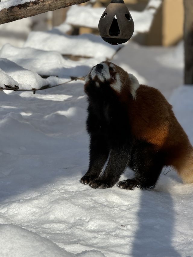 北海道動物園看小熊貓