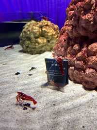 美術館…？いえ歴とした水族館です