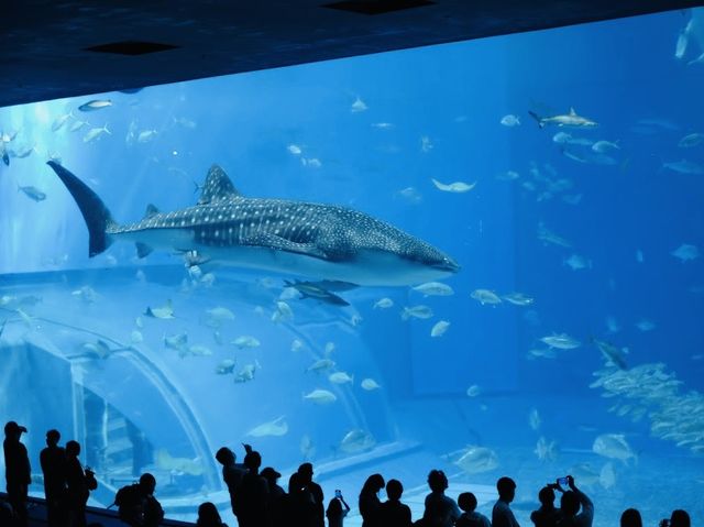 Okinawa Churaumi Aquarium 