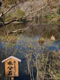 龍安寺の境内の鏡容池(おしどり池)の、水分石(みくまり石)の上には、２羽の鳥が仲良く並んでいた