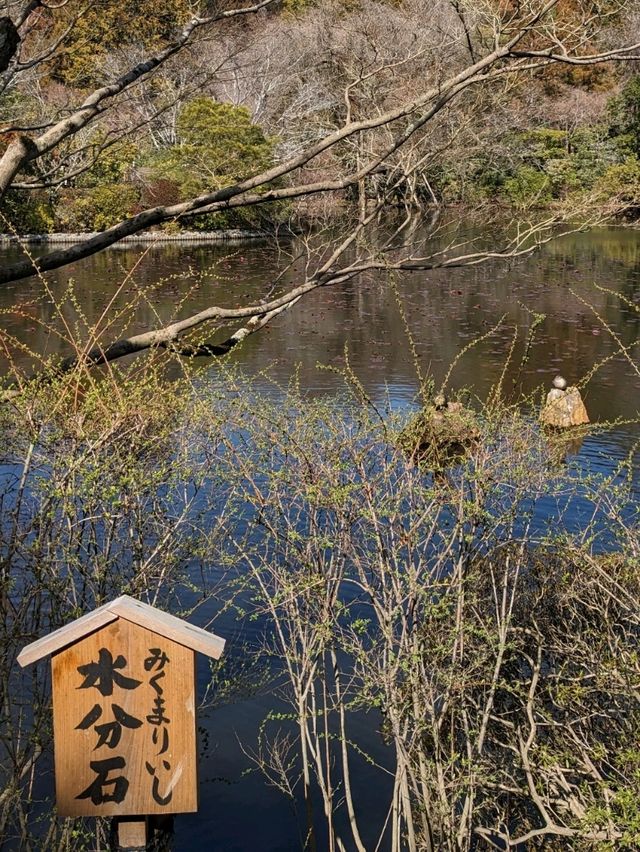 龍安寺の境内の鏡容池(おしどり池)の、水分石(みくまり石)の上には、２羽の鳥が仲良く並んでいた
