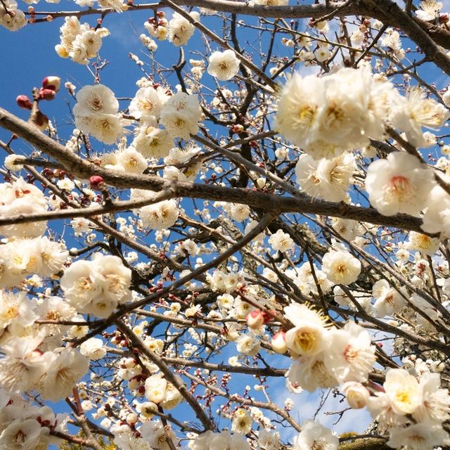 Flowering Cherry Blossoms @ Kamakura