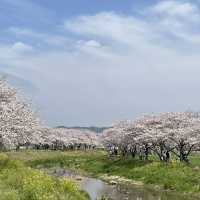 延々と続く桜並木は圧巻