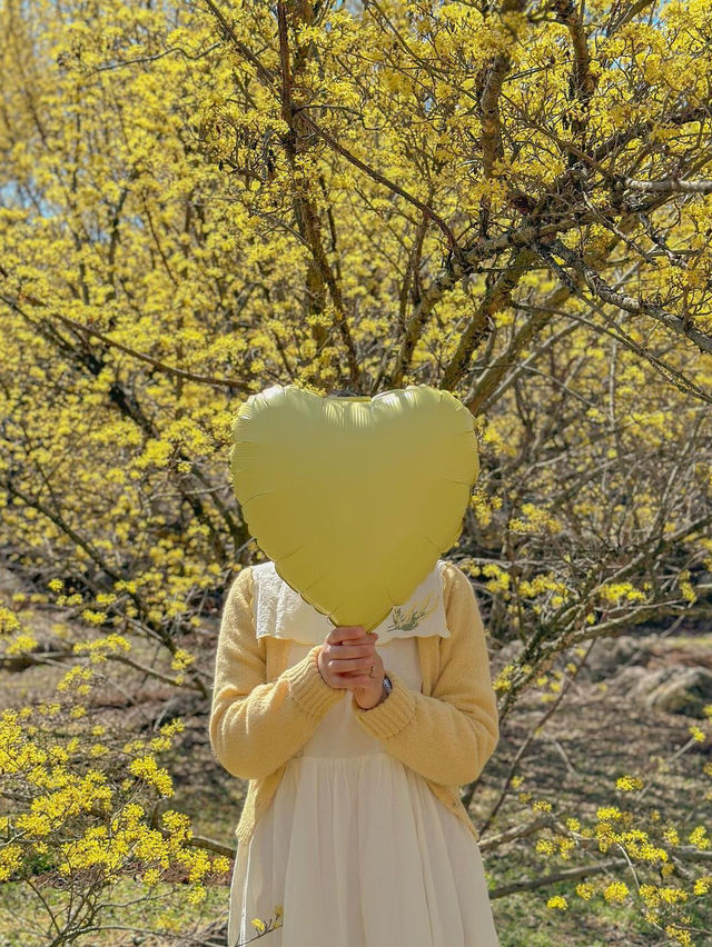 노란빛 봄의 세상으로 초대합니다💛