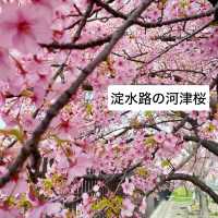 京都　淀水路の河津桜