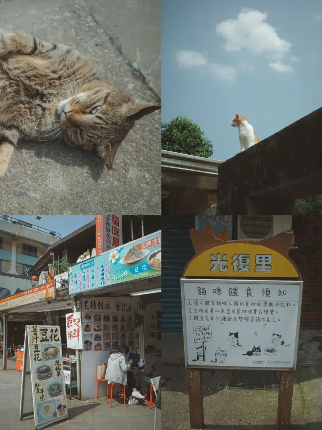 新北猴硐貓村景點半日遊 探訪可愛貓星人🐈