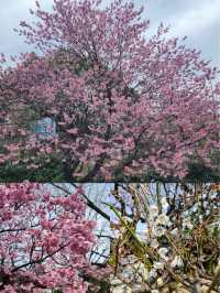 【高知公園】寧靜優美，適合放鬆身心的好去處