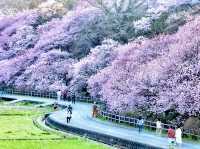 Harumeki-Sakura Cherry Blossoms