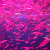 【水族館と絶景が楽しめる★】八景島シーパラダイス