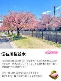 【伝右川桜並木/埼玉県】河津桜と安行桜の桜並木を一緒に見られる場所