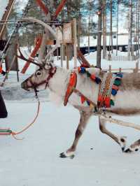 芬蘭🇫🇮|進入童話世界坐鹿車見聖誕老人🎅🏻