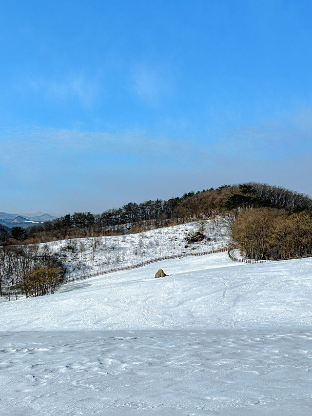 3월까지도 눈이 오는 겨울왕국 대관령 ❄️☃️