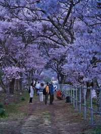 【長野・桜】まさに穴場の絶景✨リフレクションと残雪×桜はここ‼️