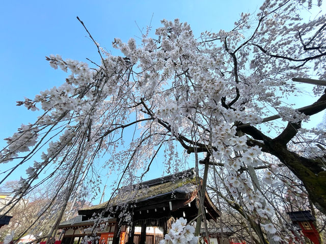 平野神社～京都賞櫻必去