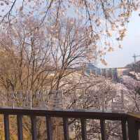 충주호 벚꽃터널 방문 주차꿀팁