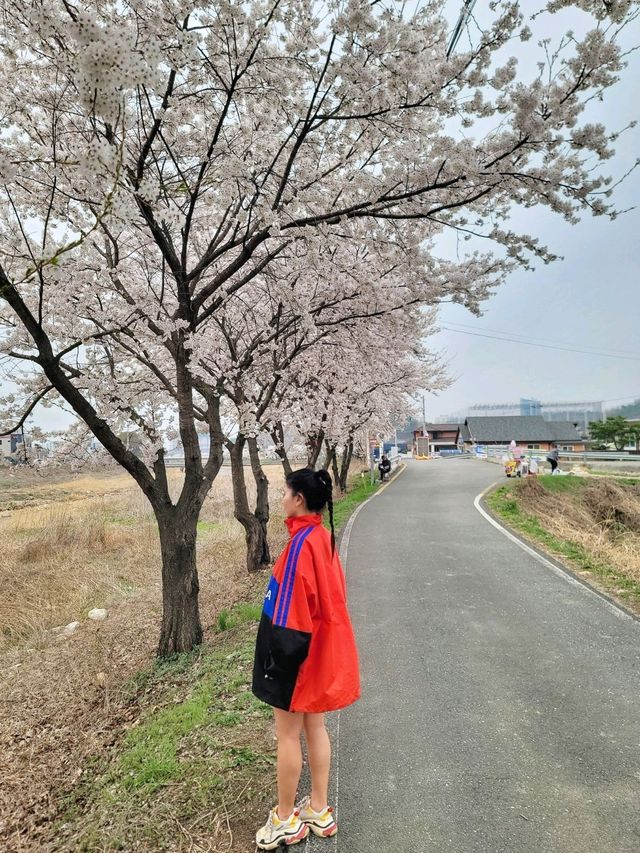 지금 원주천엔 벚꽃물결이 한가득🌸
