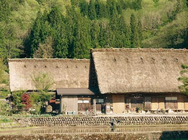 Shirakawago ฤดูใบไม้ผลิ