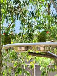 Bird Paradise
