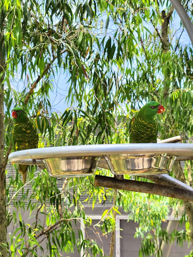 Bird Paradise