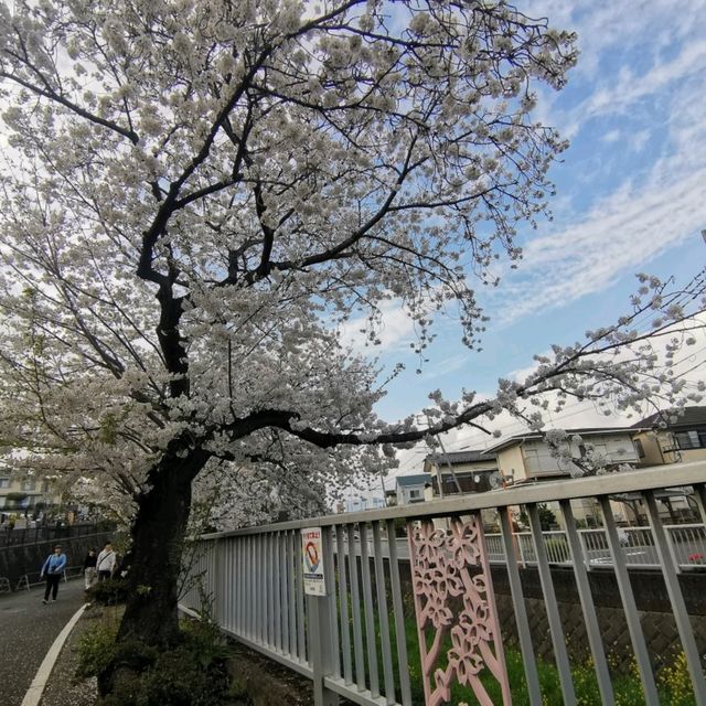 ดอกซากุระสวยๆหน้าฐานทัพอเมริกันที่อสึงิ คานากาวะ