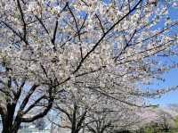 【東京】飛鳥山公園：櫻花🌸賞景，3月底-4月上旬最佳