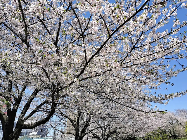 【東京】飛鳥山公園：櫻花🌸賞景，3月底-4月上旬最佳