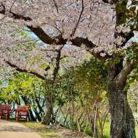 애견동반 가능한 무안 벚꽃+저수지 산책로