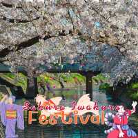 🎏Sakura Iwakura Festival🎏