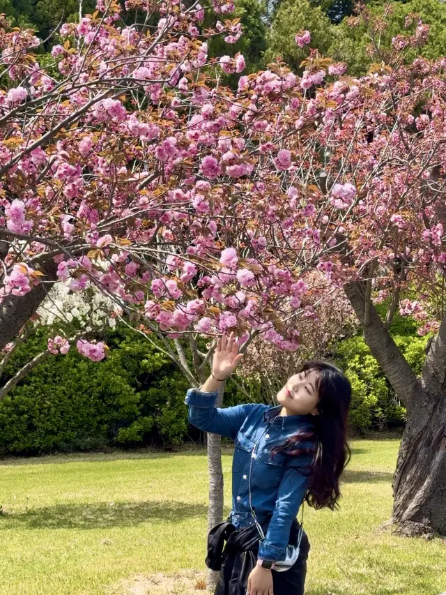 겹벚꽃에다 라일락까지 볼 수 있는 곳💜