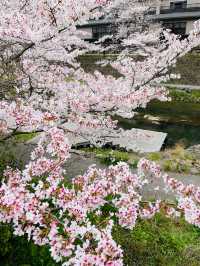 【山口県】音信川から桜を楽しむ