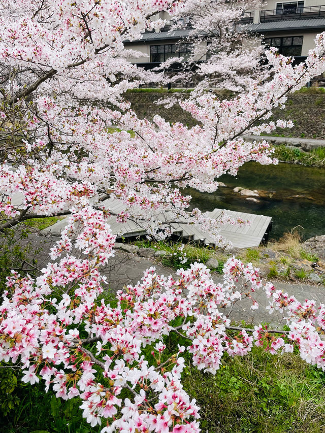 【山口県】音信川から桜を楽しむ