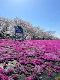 Akabane Sakuratsutsumi Park