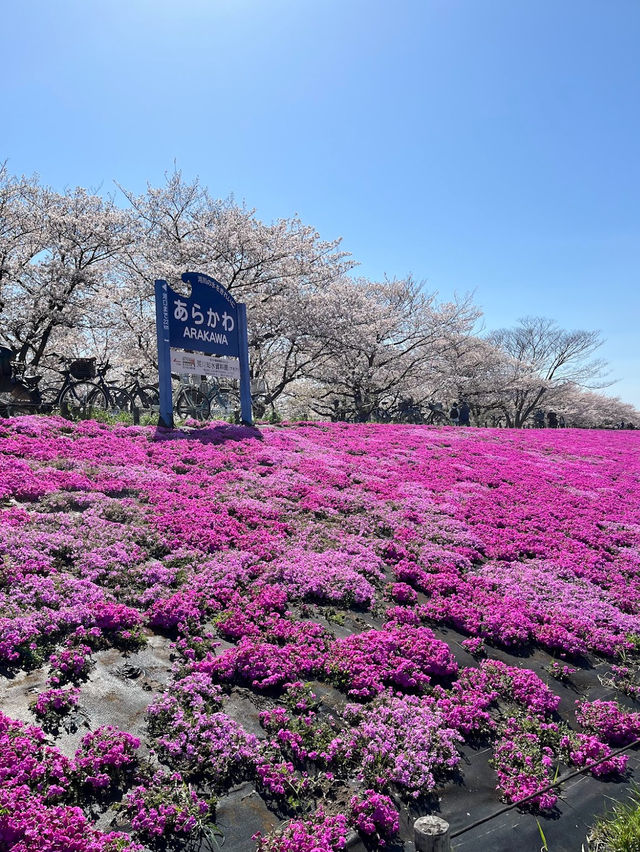 Akabane Sakuratsutsumi Park