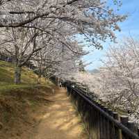 新倉富士淺間神社