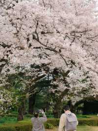 ปิกนิกชิลๆ ที่ ‘สวน Shinjuku Gyoen’ 🌸🌳