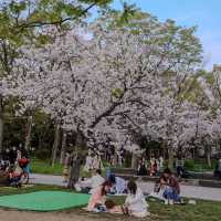 🇯🇵 Osaka castle park | Mesmerizing view of cherry blossom 🌸