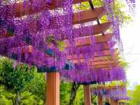 ดอกวิสทีเรีย (Wisteria) ที่เมืองKariya 🌆🎡🪻