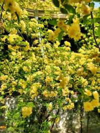 우연히 만나 더 예뻤던 전주 목향장미💛