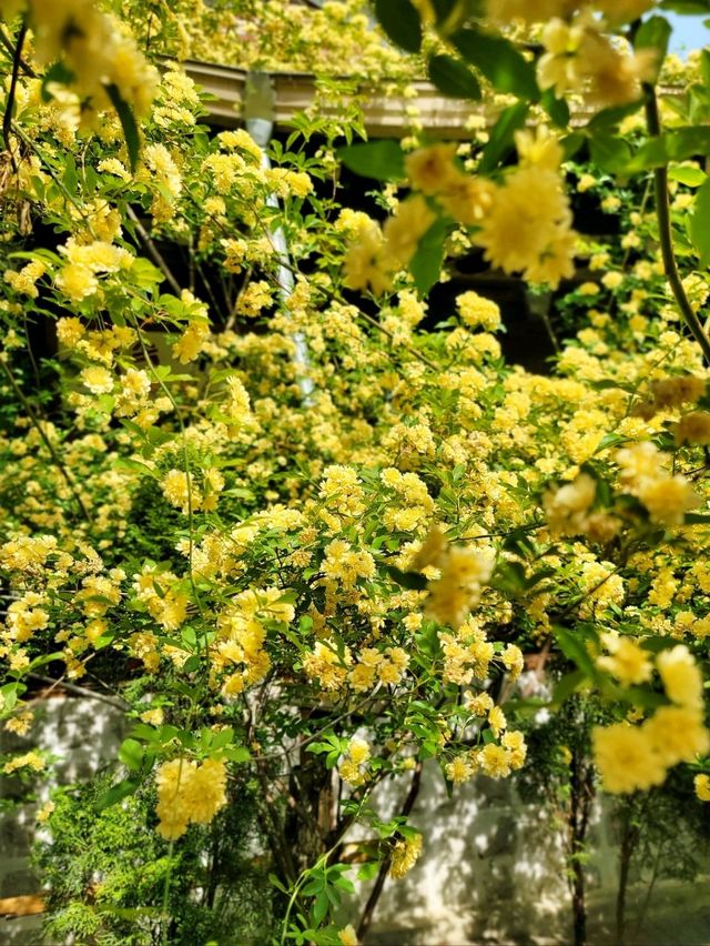 우연히 만나 더 예뻤던 전주 목향장미💛