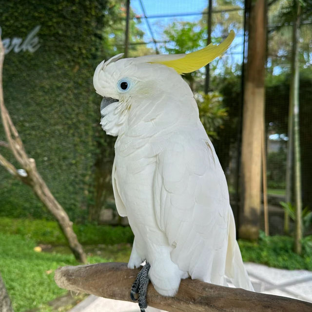 吉隆坡飛禽公園：熱帶鳥語花香，適合感受大自然生命力的理想場所