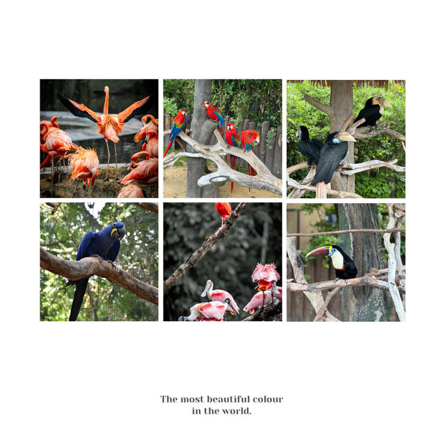 吉隆坡飛禽公園：生態奇境
