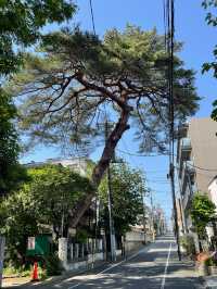 【葛谷御霊神社/東京都】高木に囲まれている神社