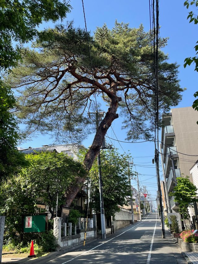【葛谷御霊神社/東京都】高木に囲まれている神社