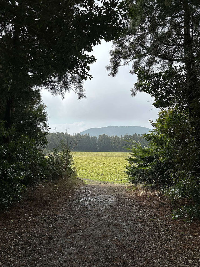 🏡🌳제주_구좌 비자림 카페 안도르(ANDOR)