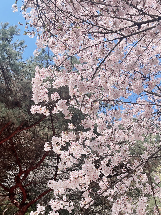 🌸경기도 벚꽃 명소 - 수원 팔달문 / 구 경기도청 